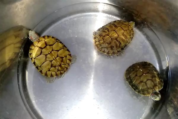 乌龟白眼病发生原因，一般是体质差、水质恶化等因素引起