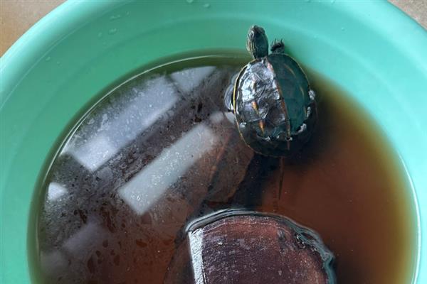 乌龟白眼病发生原因，一般是体质差、水质恶化等因素引起