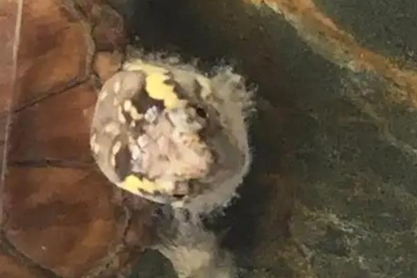 乌龟白眼病发生原因，一般是体质差、水质恶化等因素引起