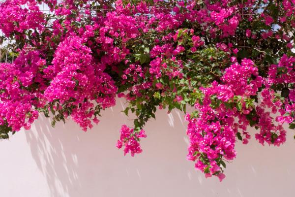 三角梅夏天如何养护，在夏季早晚要各浇一次水