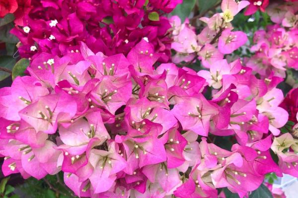 三角梅夏天如何养护，在夏季早晚要各浇一次水