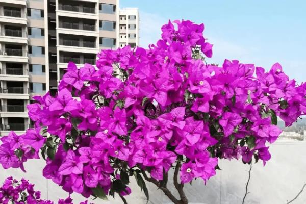 三角梅夏天如何养护，在夏季早晚要各浇一次水