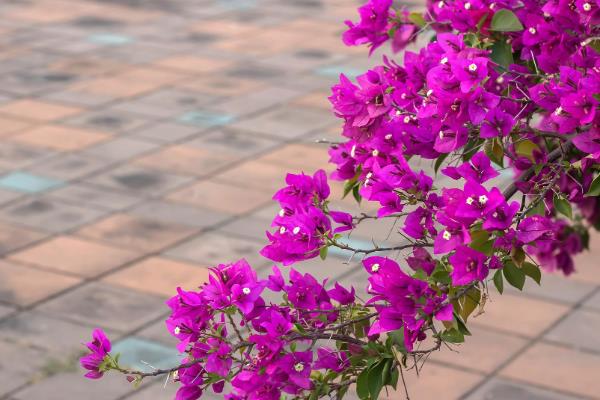 三角梅夏天如何养护，在夏季早晚要各浇一次水