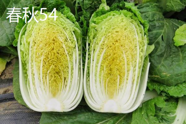 大白菜怎么育苗，在早上或下午播种
