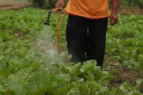 大白菜怎么育苗，在早上或下午播种