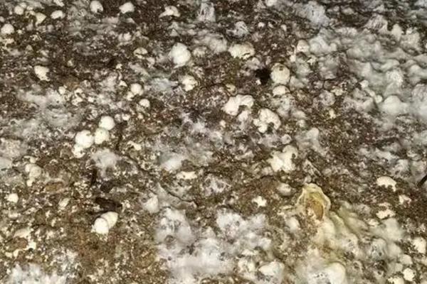 姬松茸的生长条件，子实体的生长温度为18-32℃左右