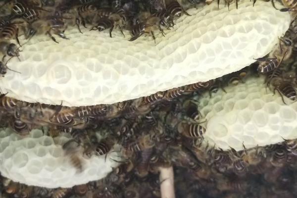 怎样介入王台，先用蜂蜜水饲喂降低警惕性