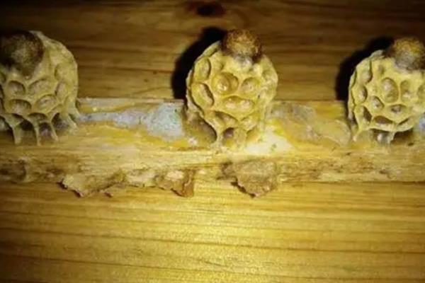 怎样介入王台，先用蜂蜜水饲喂降低警惕性