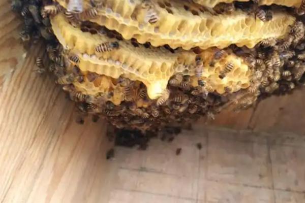 怎样介入王台，先用蜂蜜水饲喂降低警惕性
