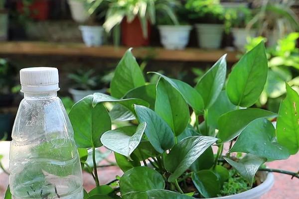 大绿萝的养殖方法，生长适温在15-25℃为佳
