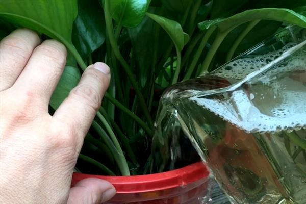 大绿萝的养殖方法，生长适温在15-25℃为佳