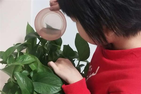 大绿萝的养殖方法，生长适温在15-25℃为佳