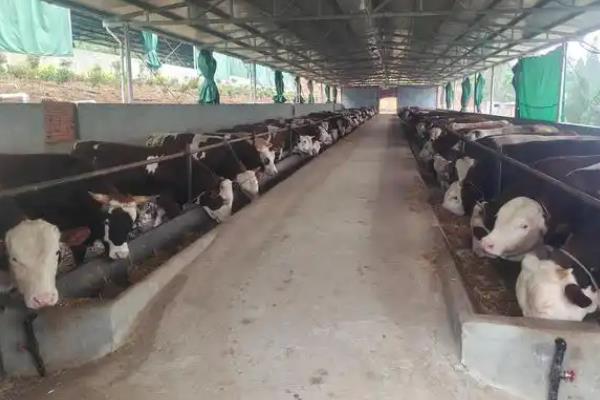 牛饲料能不能长时间添加葡萄糖，长期使用会危害它的身体