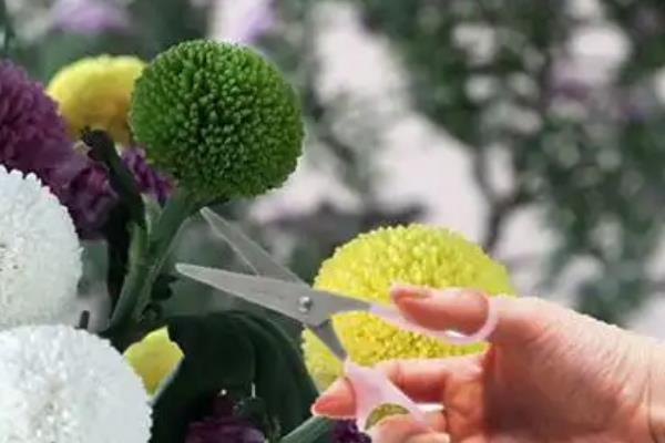 乒乓菊谢花后怎么养护，可剪除凋谢的花苞和不良枝条