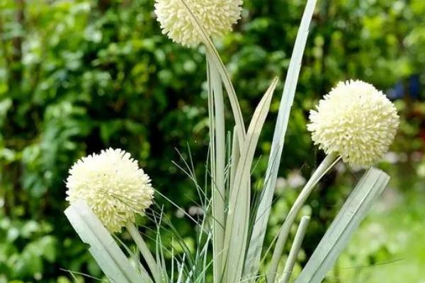 乒乓菊谢花后怎么养护，可剪除凋谢的花苞和不良枝条