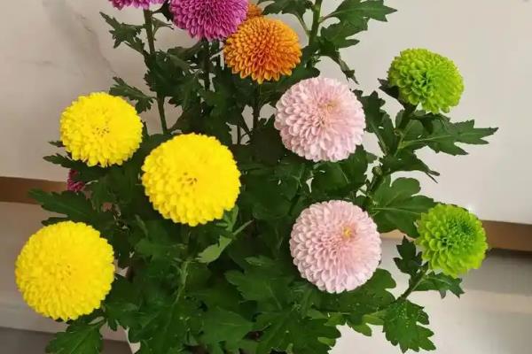 乒乓菊谢花后怎么养护，可剪除凋谢的花苞和不良枝条