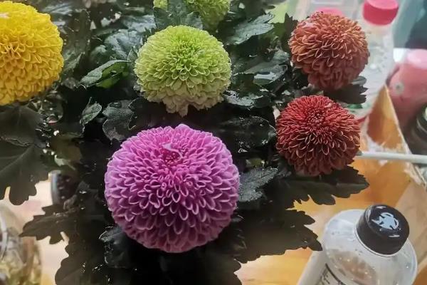 乒乓菊谢花后怎么养护，可剪除凋谢的花苞和不良枝条