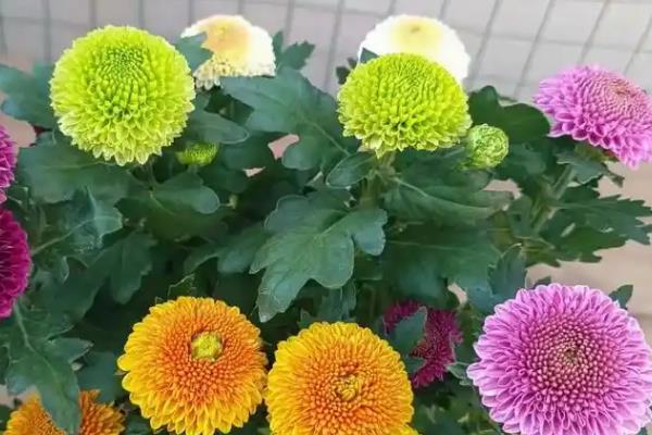 乒乓菊谢花后怎么养护，可剪除凋谢的花苞和不良枝条