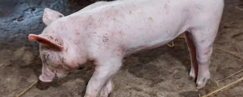 猪附红细胞打什么药，可以用血虫净、新砷凡纳明等