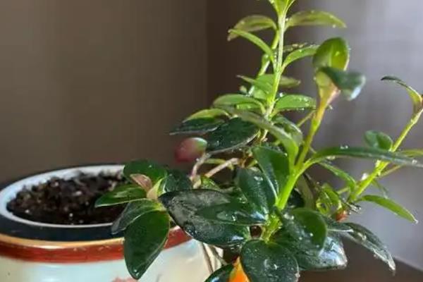 怎么养金鱼吊兰，适宜生长的温度在25℃左右