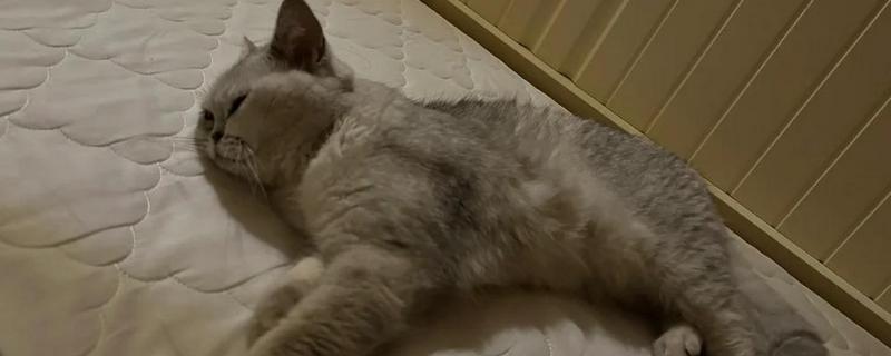 猫咪没精神如何解决，平时要多陪伴并与它玩耍