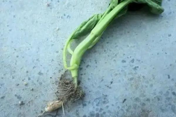 菜心的产地，主产于广东省
