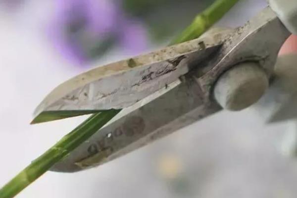 孔雀草的扦插方法，建议在每年的夏秋季节进行