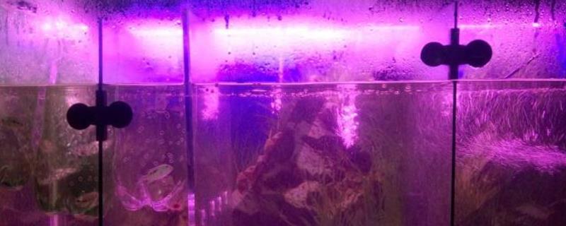 鱼缸灯的作用，可方便观赏并有助于发色
