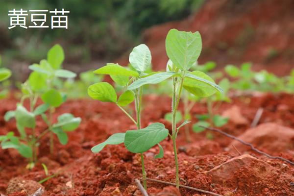 黄豆芽与黄豆苗的区别，外观和生长方式均不同
