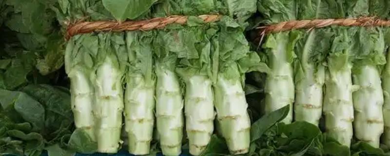 莴苣春季种植时间，以4-5月份为宜