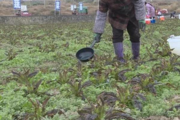 莴苣春季种植时间，以4-5月份为宜