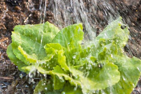 莴苣春季种植时间，以4-5月份为宜
