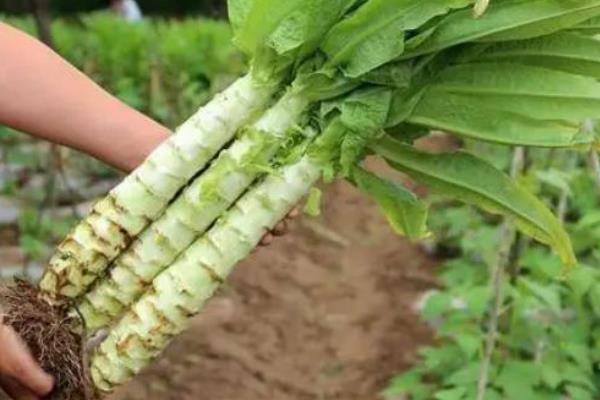 莴苣春季种植时间，以4-5月份为宜