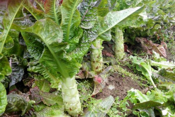 莴苣春季种植时间，以4-5月份为宜