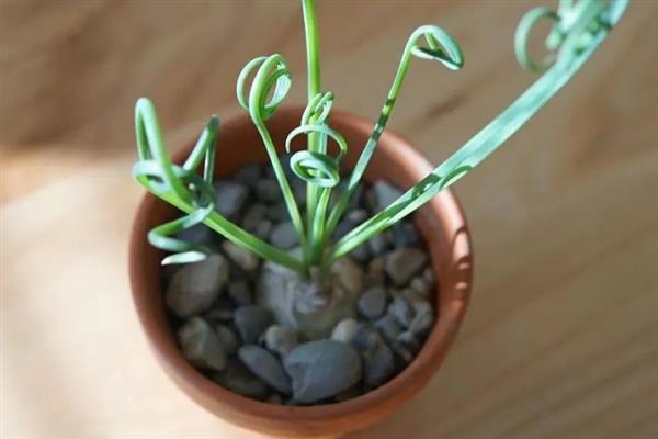 夏季如何养殖弹簧草，把盆栽放在半阴通风处养护