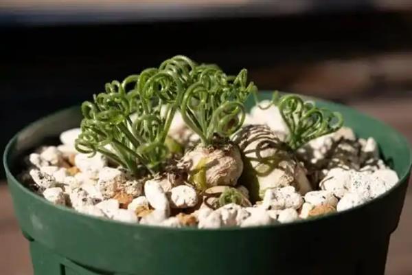 夏季如何养殖弹簧草，把盆栽放在半阴通风处养护