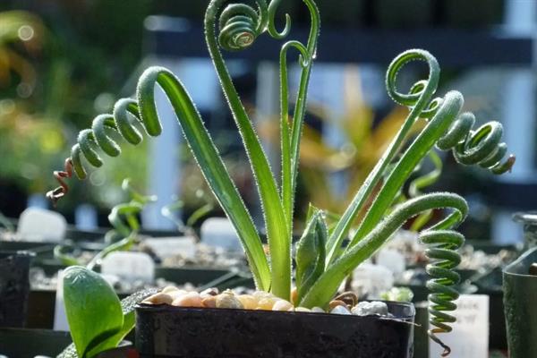 夏季如何养殖弹簧草，把盆栽放在半阴通风处养护