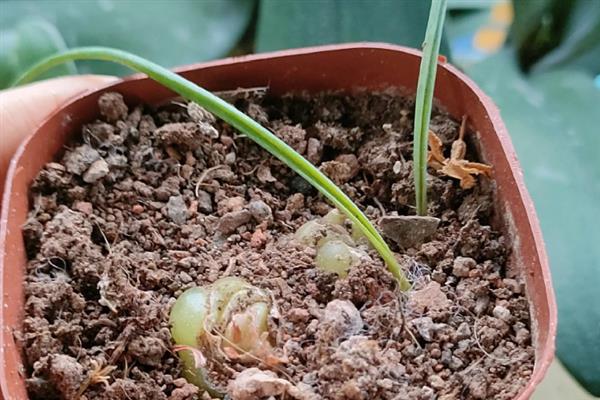 夏季如何养殖弹簧草，把盆栽放在半阴通风处养护