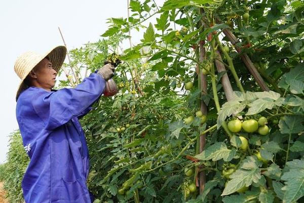 西红柿的育苗时间，北方地区通常在4月或5月中旬育苗