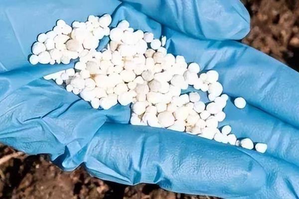 怎么使用长效氮肥，用量比一般氮肥减少10-15%
