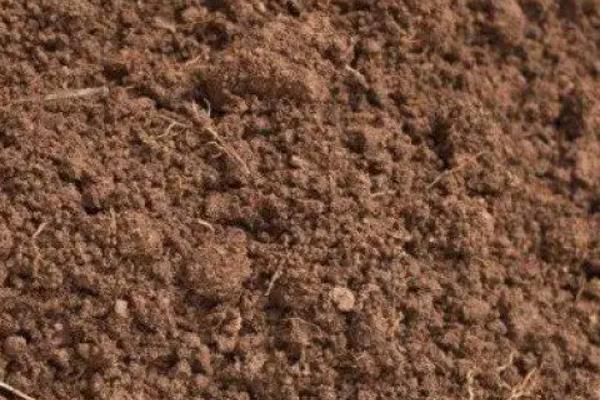 紫薇如何种植，种植时候要剪除老枯枝、病虫害枝等