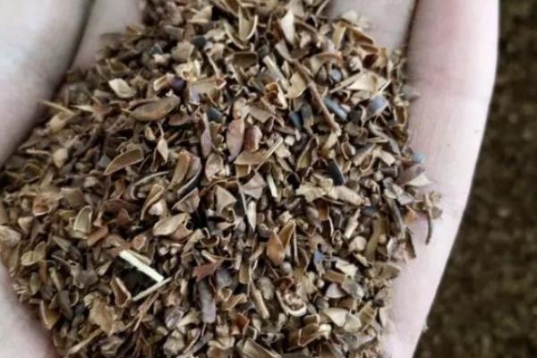 紫薇如何种植，种植时候要剪除老枯枝、病虫害枝等