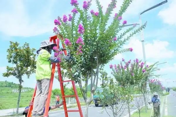紫薇如何种植，种植时候要剪除老枯枝、病虫害枝等