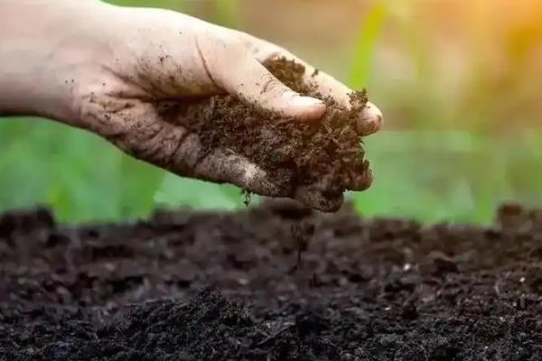 紫薇如何种植，种植时候要剪除老枯枝、病虫害枝等