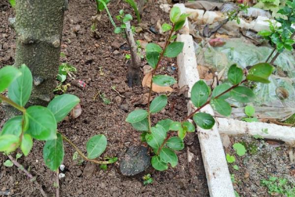 紫薇如何种植，种植时候要剪除老枯枝、病虫害枝等