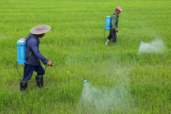 夏季除草要点，根据天气、杂草的种类和生长状况去防除