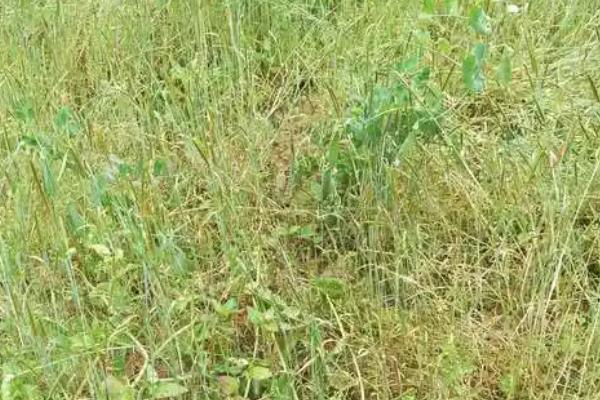 夏季除草要点，根据天气、杂草的种类和生长状况去防除