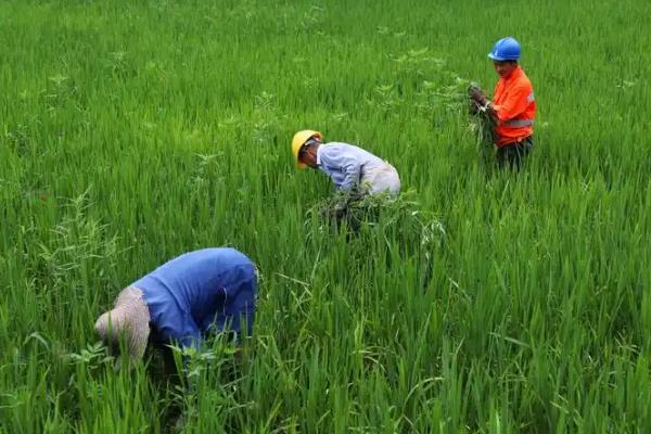 夏季除草要点，根据天气、杂草的种类和生长状况去防除