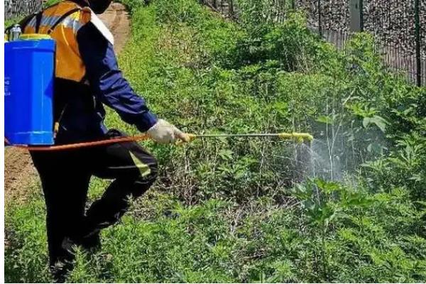 夏季除草要点，根据天气、杂草的种类和生长状况去防除