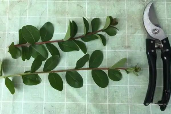 紫薇如何种植，种植时候要剪除老枯枝、病虫害枝等